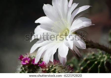 Blooming cactii