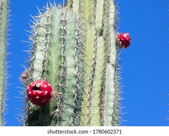Blooming cactus in the desert of Aruba Island, Caribbean