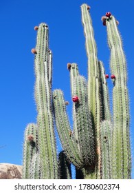 Blooming cactus in the desert of Aruba Island, Caribbean