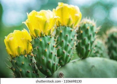 Blooming cactus in the wild. Yellow flowers of cactus