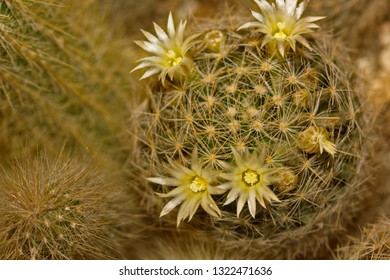 Blooms Only One Day Images Stock Photos Vectors Shutterstock