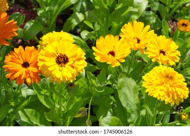 Blooming Calendula (lat. Calendula Officinalis) On A Flower Bed In The Summer Garden