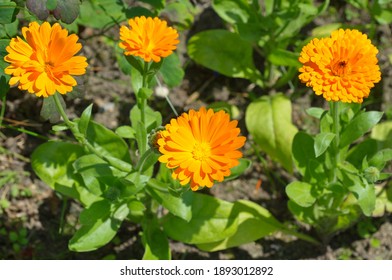 Blooming Calendula Officinalis In The Summer Garden