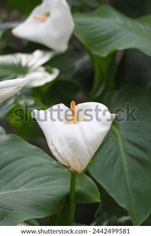 Blooming calla lily flowers. Zantedeschia aethiopica, commonly known as calla lily and arum lily.