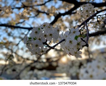 Blooming Callery Pear Tree