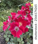 Blooming Candia Meillandecor Rose in the summer flower garden.   A bush with bright red non-double flowers and decorative stamens. Flower background