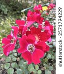 Blooming Candia Meillandecor Rose in the summer flower garden.   A bush with bright red non-double flowers and decorative stamens. Flower background