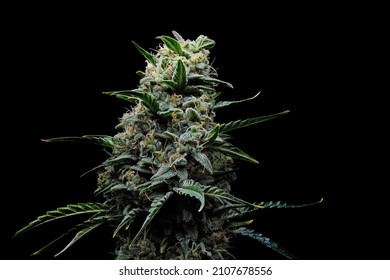 Blooming cannabis bush. Fresh plant isolated on black background. Herbal medicine layout. Green hemp buds with grainy crystal trichomes