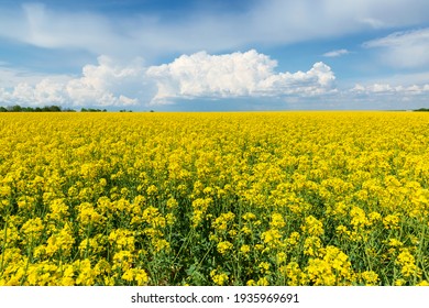 Blooming canola field and blu sky with stormy clouds