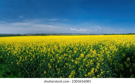 Blooming canola field. Rape on the field in summer. Bright Yellow rapeseed oil. Flowering rapeseed. with blue sky and clouds - Powered by Shutterstock