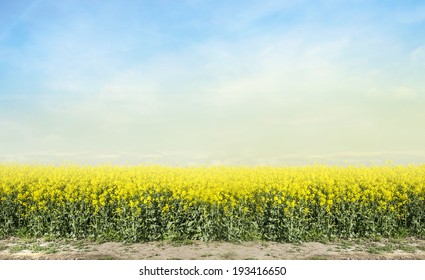 blooming canola rape agriculture field against blue sky , landscape 