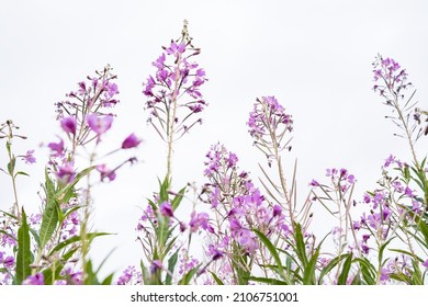 Blooming Chamerion angustifolium or rosebay willowherb, or great willowherb. Fireweed leaves can be used as fermented tea.