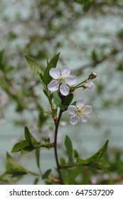 blooming cherry