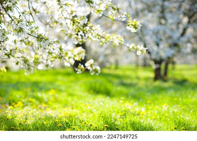 Blooming cherry blossom tree garden in spring. White flowers on branches in fruit orchard with cherry and apple trees. Beautiful nature. Flower season. Background with copy space.