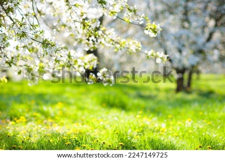 Blooming cherry blossom tree garden in spring. White flowers on branches in fruit orchard with cherry and apple trees. Beautiful nature. Flower season. Background with copy space.