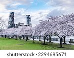 Blooming Cherry Blossom Trees Along River Walk and Steel Bridge in Portland, OR