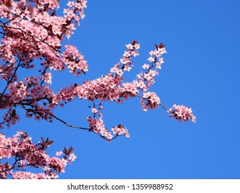 Blooming Cherry Blossom Trees In Germany In April, Beautiful Pink Flowers Lighted By Sun In The Morning, Clear Blue Sky In The Background. Old Japanese Tradition Hanami In Hamburg In The Spring