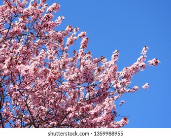 Blooming Cherry Blossom Trees In Germany In April, Beautiful Pink Flowers Lighted By Sun In The Morning, Clear Blue Sky In The Background. Old Japanese Tradition Hanami In Hamburg In The Spring