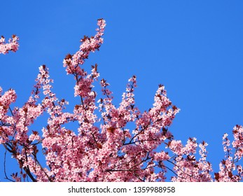 Blooming Cherry Blossom Trees In Germany In April, Beautiful Pink Flowers Lighted By Sun In The Morning, Clear Blue Sky In The Background. Old Japanese Tradition Hanami In Hamburg In The Spring