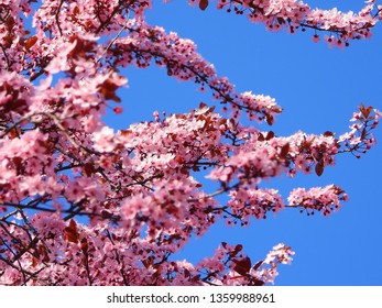 Blooming Cherry Blossom Trees In Germany In April, Beautiful Pink Flowers Lighted By Sun In The Morning, Clear Blue Sky In The Background. Old Japanese Tradition Hanami In Hamburg In The Spring