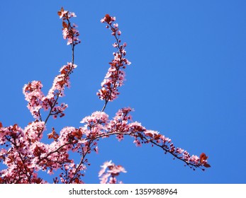 Blooming Cherry Blossom Trees In Germany In April, Beautiful Pink Flowers Lighted By Sun In The Morning, Clear Blue Sky In The Background. Old Japanese Tradition Hanami In Hamburg In The Spring