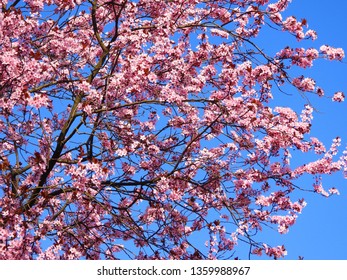 Blooming Cherry Blossom Trees In Germany In April, Beautiful Pink Flowers Lighted By Sun In The Morning, Clear Blue Sky In The Background. Old Japanese Tradition Hanami In Hamburg In The Spring