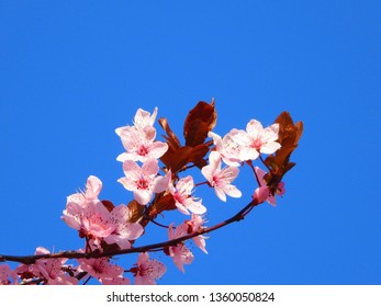 Blooming Cherry Blossom Trees In Germany In April, Beautiful Pink Flowers Lighted By Sun In The Morning, Clear Blue Sky In The Background. Old Japanese Tradition Hanami In Hamburg In The Spring