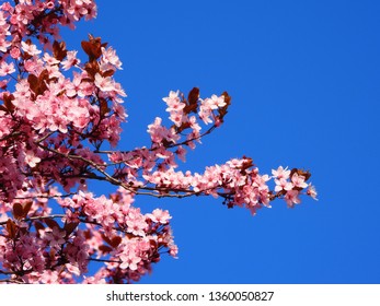 Blooming Cherry Blossom Trees In Germany In April, Beautiful Pink Flowers Lighted By Sun In The Morning, Clear Blue Sky In The Background. Old Japanese Tradition Hanami In Hamburg In The Spring