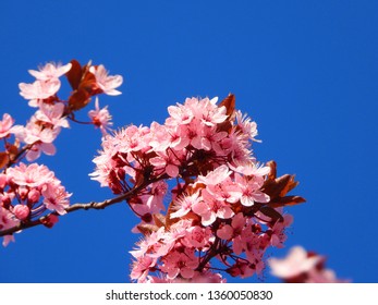 Blooming Cherry Blossom Trees In Germany In April, Beautiful Pink Flowers Lighted By Sun In The Morning, Clear Blue Sky In The Background. Old Japanese Tradition Hanami In Hamburg In The Spring