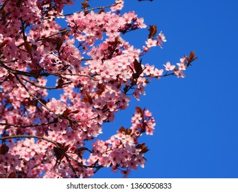 Blooming Cherry Blossom Trees In Germany In April, Beautiful Pink Flowers Lighted By Sun In The Morning, Clear Blue Sky In The Background. Old Japanese Tradition Hanami In Hamburg In The Spring