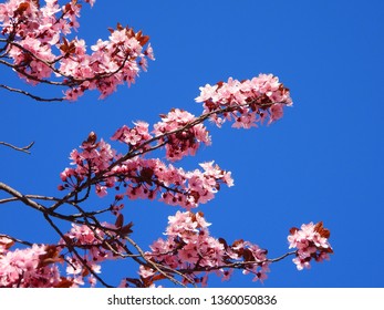 Blooming Cherry Blossom Trees In Germany In April, Beautiful Pink Flowers Lighted By Sun In The Morning, Clear Blue Sky In The Background. Old Japanese Tradition Hanami In Hamburg In The Spring