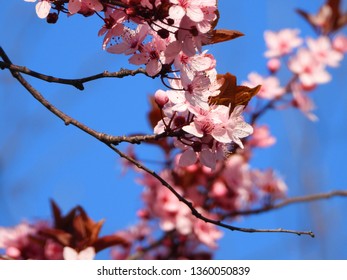 Blooming Cherry Blossom Trees In Germany In April, Beautiful Pink Flowers Lighted By Sun In The Morning, Clear Blue Sky In The Background. Old Japanese Tradition Hanami In Hamburg In The Spring