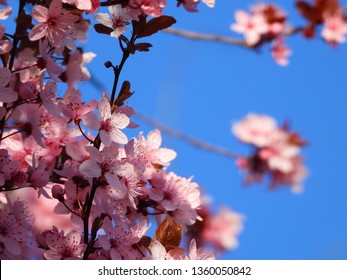 Blooming Cherry Blossom Trees In Germany In April, Beautiful Pink Flowers Lighted By Sun In The Morning, Clear Blue Sky In The Background. Old Japanese Tradition Hanami In Hamburg In The Spring