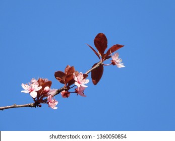 Blooming Cherry Blossom Trees In Germany In April, Beautiful Pink Flowers Lighted By Sun In The Morning, Clear Blue Sky In The Background. Old Japanese Tradition Hanami In Hamburg In The Spring