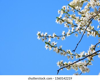 Blooming Cherry Blossom Trees In Germany In April, Beautiful White Flowers Lighted By Sun In The Morning, Clear Blue Sky In The Background. Old Japanese Tradition Hanami In Hamburg In The Spring