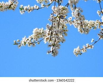 Blooming Cherry Blossom Trees In Germany In April, Beautiful White Flowers Lighted By Sun In The Morning, Clear Blue Sky In The Background. Old Japanese Tradition Hanami In Hamburg In The Spring