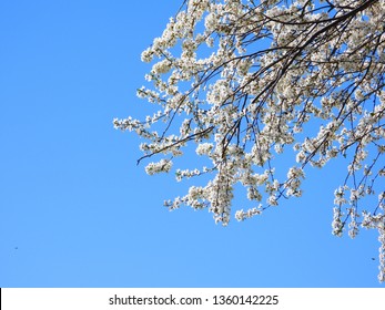 Blooming Cherry Blossom Trees In Germany In April, Beautiful White Flowers Lighted By Sun In The Morning, Clear Blue Sky In The Background. Old Japanese Tradition Hanami In Hamburg In The Spring