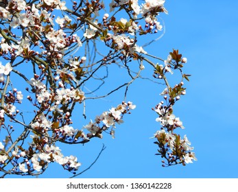 Blooming Cherry Blossom Trees In Germany In April, Beautiful White Flowers Lighted By Sun In The Morning, Clear Blue Sky In The Background. Old Japanese Tradition Hanami In Hamburg In The Spring