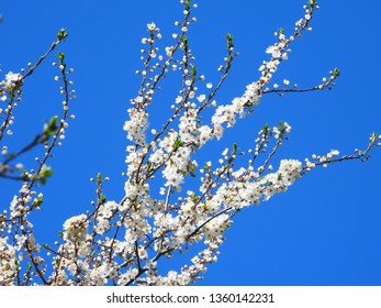 Blooming Cherry Blossom Trees In Germany In April, Beautiful White Flowers Lighted By Sun In The Morning, Clear Blue Sky In The Background. Old Japanese Tradition Hanami In Hamburg In The Spring