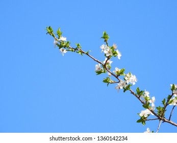 Blooming Cherry Blossom Trees In Germany In April, Beautiful White Flowers Lighted By Sun In The Morning, Clear Blue Sky In The Background. Old Japanese Tradition Hanami In Hamburg In The Spring