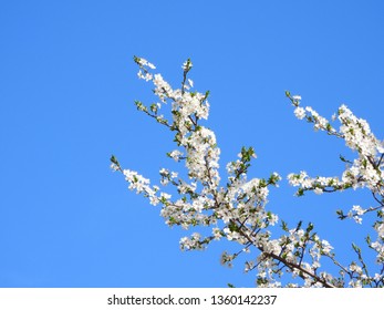 Blooming Cherry Blossom Trees In Germany In April, Beautiful White Flowers Lighted By Sun In The Morning, Clear Blue Sky In The Background. Old Japanese Tradition Hanami In Hamburg In The Spring