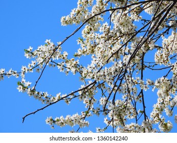 Blooming Cherry Blossom Trees In Germany In April, Beautiful White Flowers Lighted By Sun In The Morning, Clear Blue Sky In The Background. Old Japanese Tradition Hanami In Hamburg In The Spring