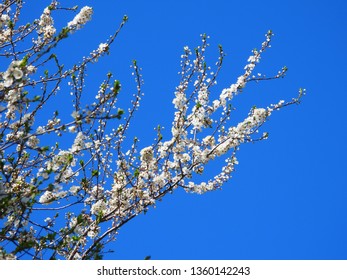 Blooming Cherry Blossom Trees In Germany In April, Beautiful White Flowers Lighted By Sun In The Morning, Clear Blue Sky In The Background. Old Japanese Tradition Hanami In Hamburg In The Spring