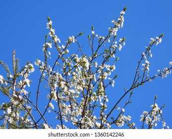 Blooming Cherry Blossom Trees In Germany In April, Beautiful White Flowers Lighted By Sun In The Morning, Clear Blue Sky In The Background. Old Japanese Tradition Hanami In Hamburg In The Spring