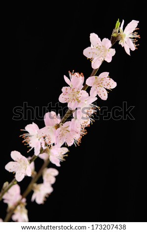 Similar – cherry brandy Nature Plant