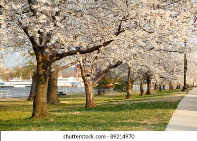 Blooming Cherry Blossoms of East Potomac Park during National Cherry Blossom Festival in Washington, DC