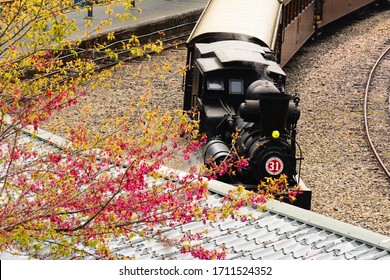 Blooming Cherry Blossoms And Shay Steam Locomotive.