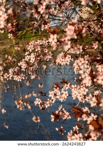 Blooming cherry blosson in spring