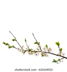 Blooming Cherry Branch Isolated