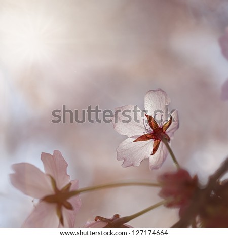 Similar – Image, Stock Photo Here comes the sun Nature